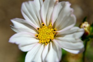 White Cosmos Blossom